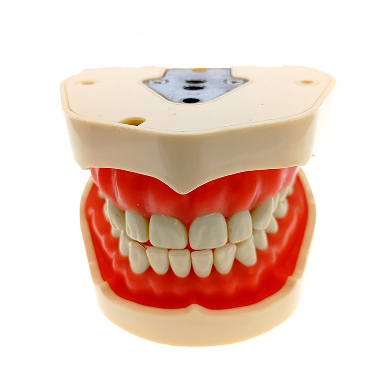 Modelo dental adulto MASTER tipo Frasaco ANA-4 (28 dientes)