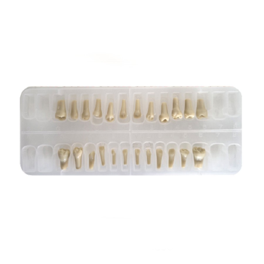 Reposición de 24 Dientes Infantiles para Tipodonto