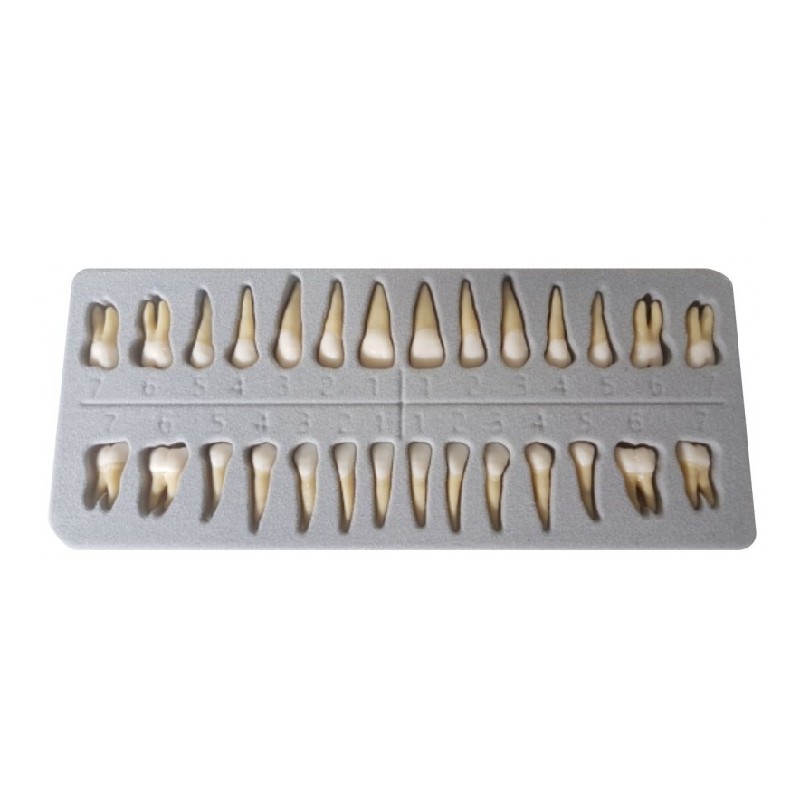 Reposición 28 dientes con raíz MASTER para modelo de estudio dental.