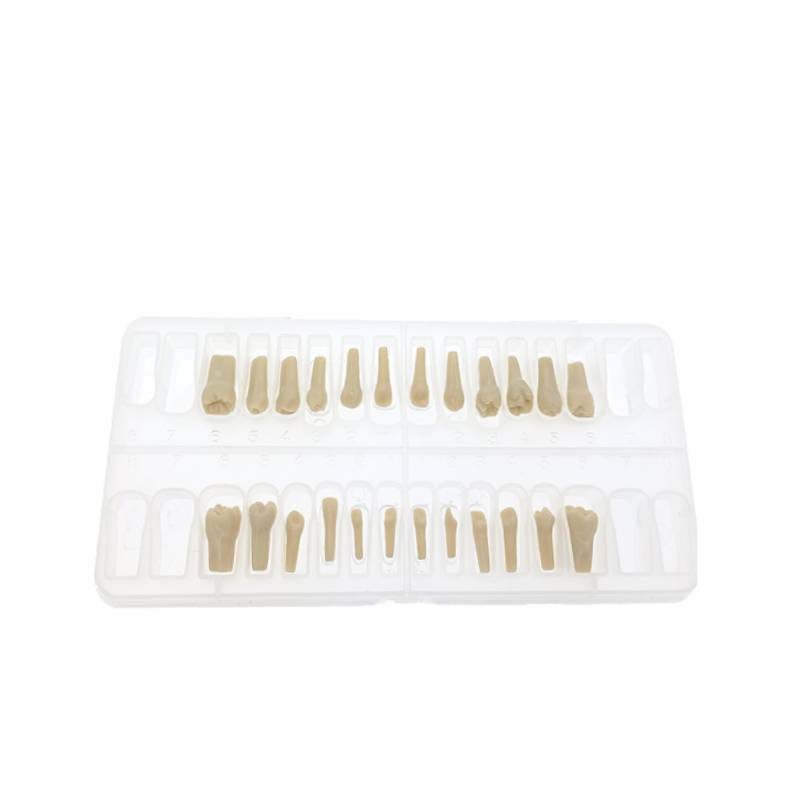 Reposición 32 dientes Tipodonto Frasaco AG-3 MASTER