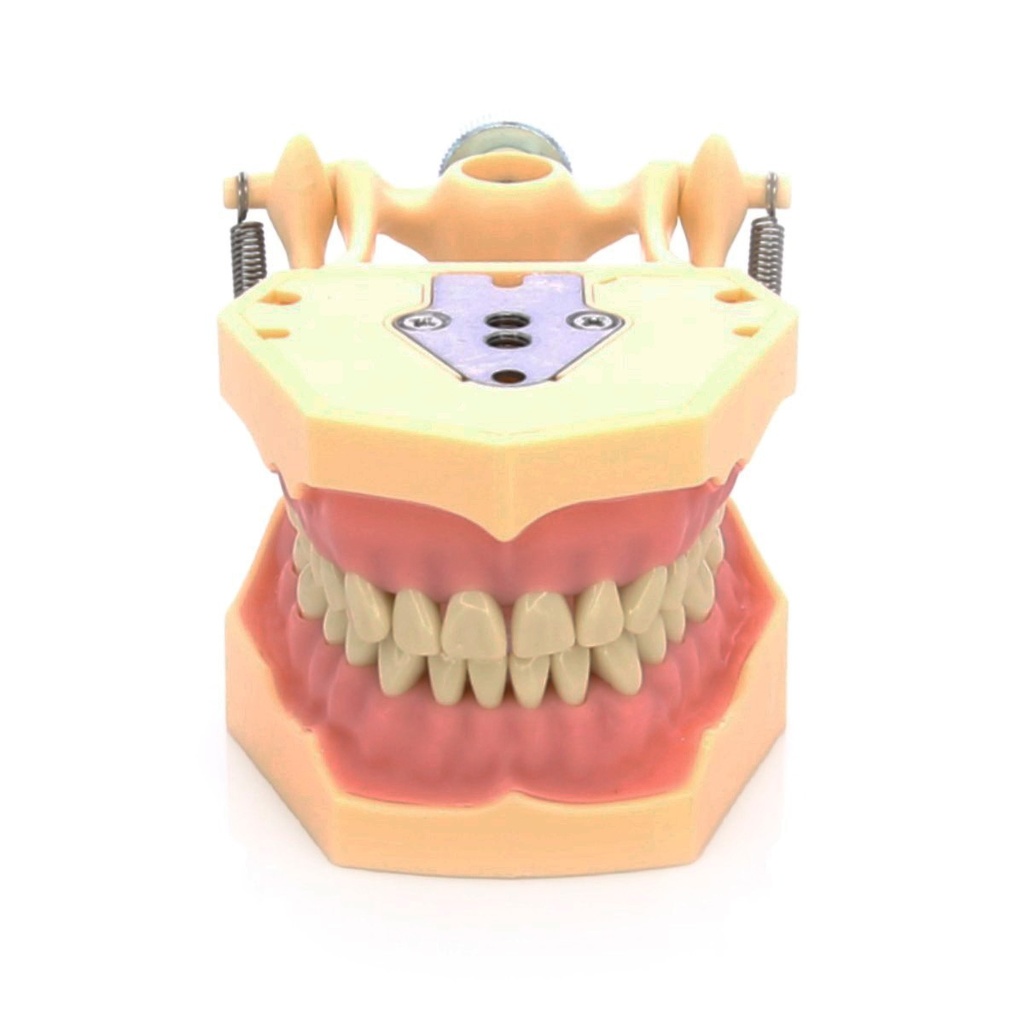 Tipodonto articulado MASTER tipo Frasaco AG-3 para odontología