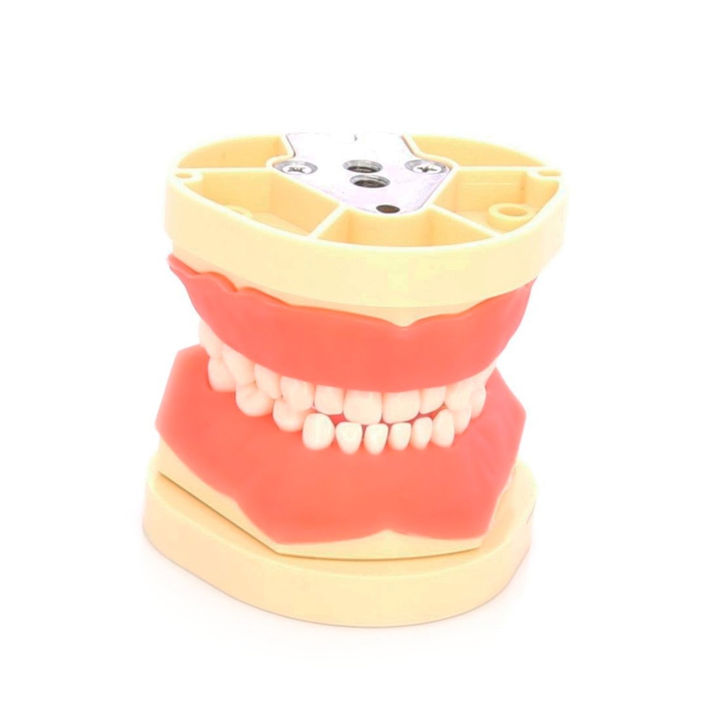 Tipodonto infantil MASTER tipo Nissin Frasaco 24d dentición mixta.