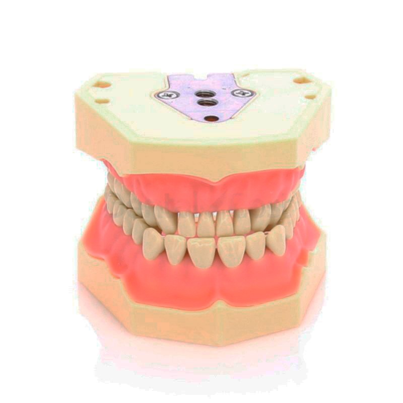 Tipodonto Frasaco AG-3 MASTER no articulado para estudio dental.