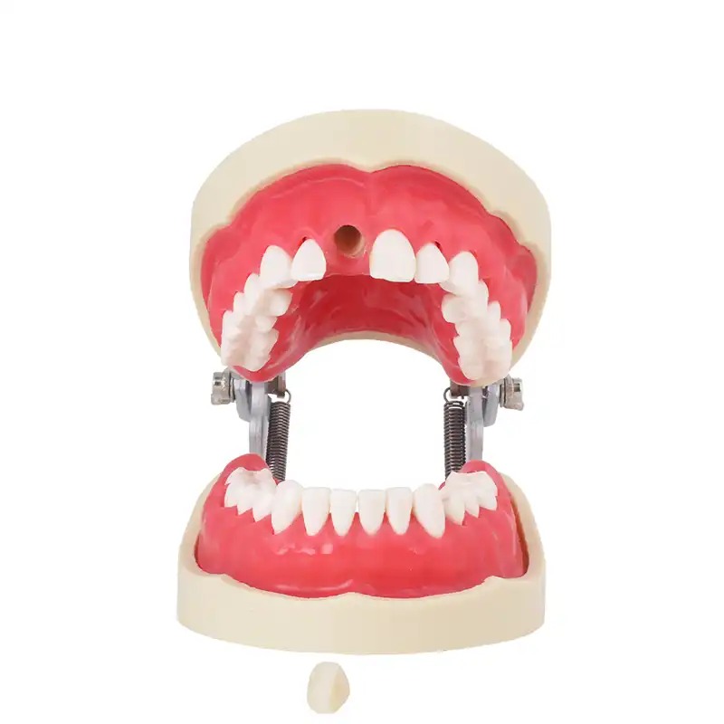 Tipodonto Endodoncia