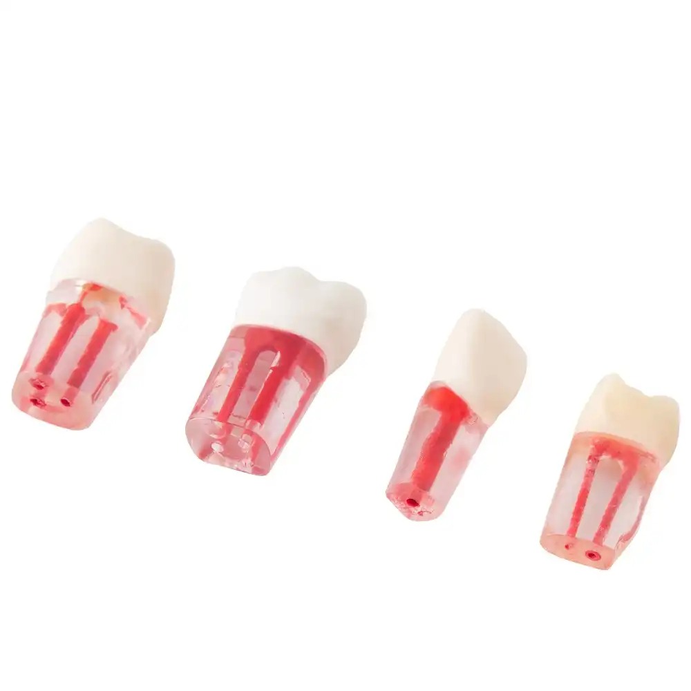 Set de Dientes Transparentes para Endodoncia