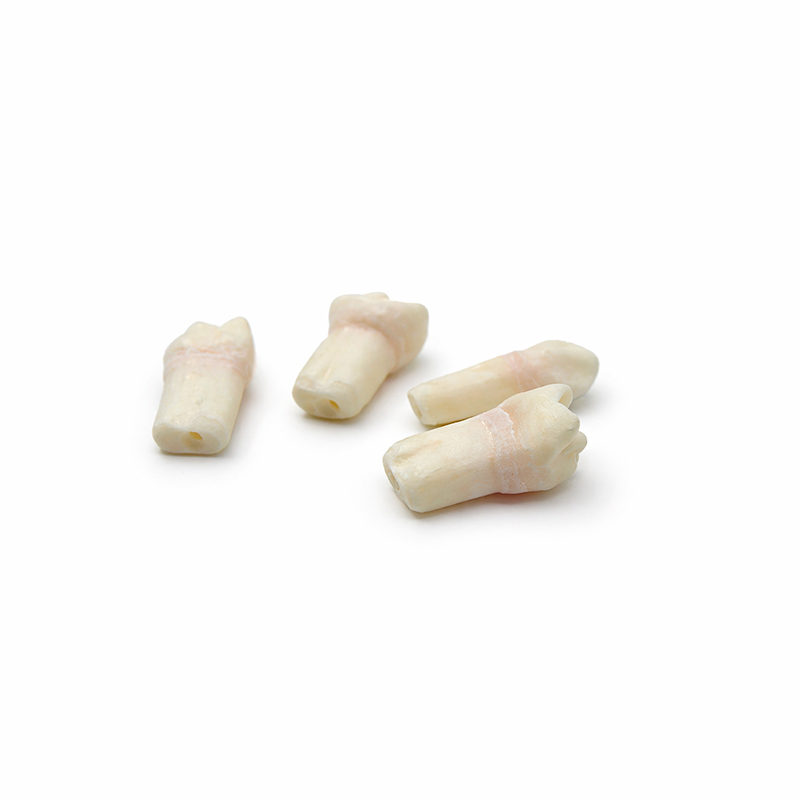 Set de Dientes de Pulpotomia para AK6