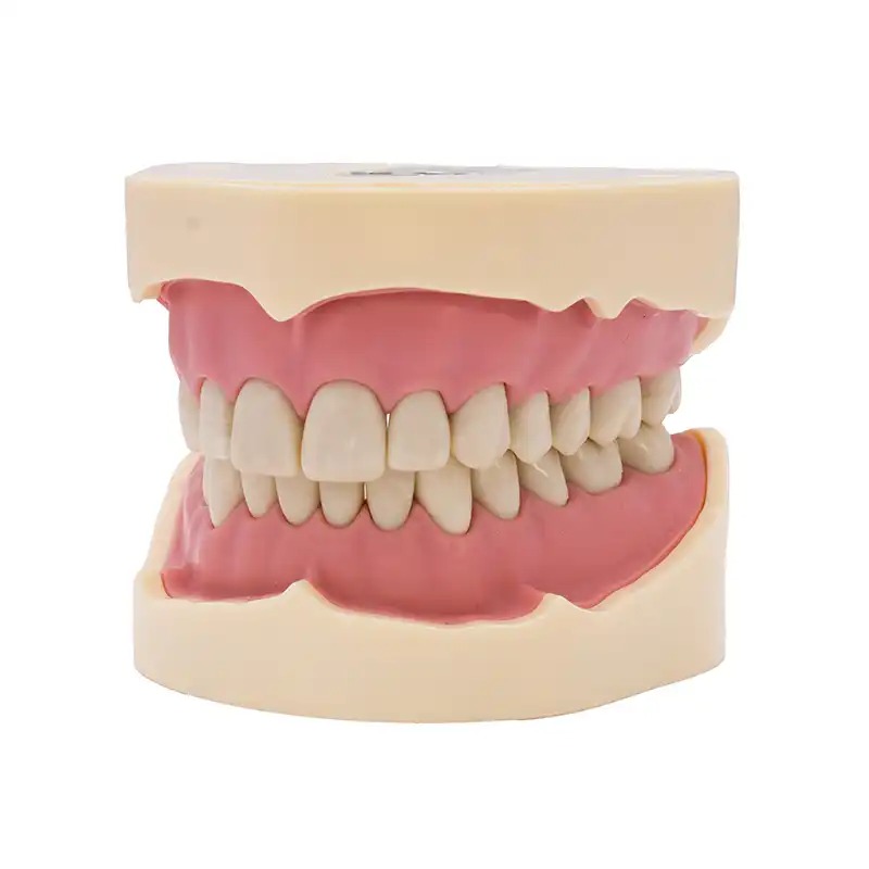 Tipodonto Ana4