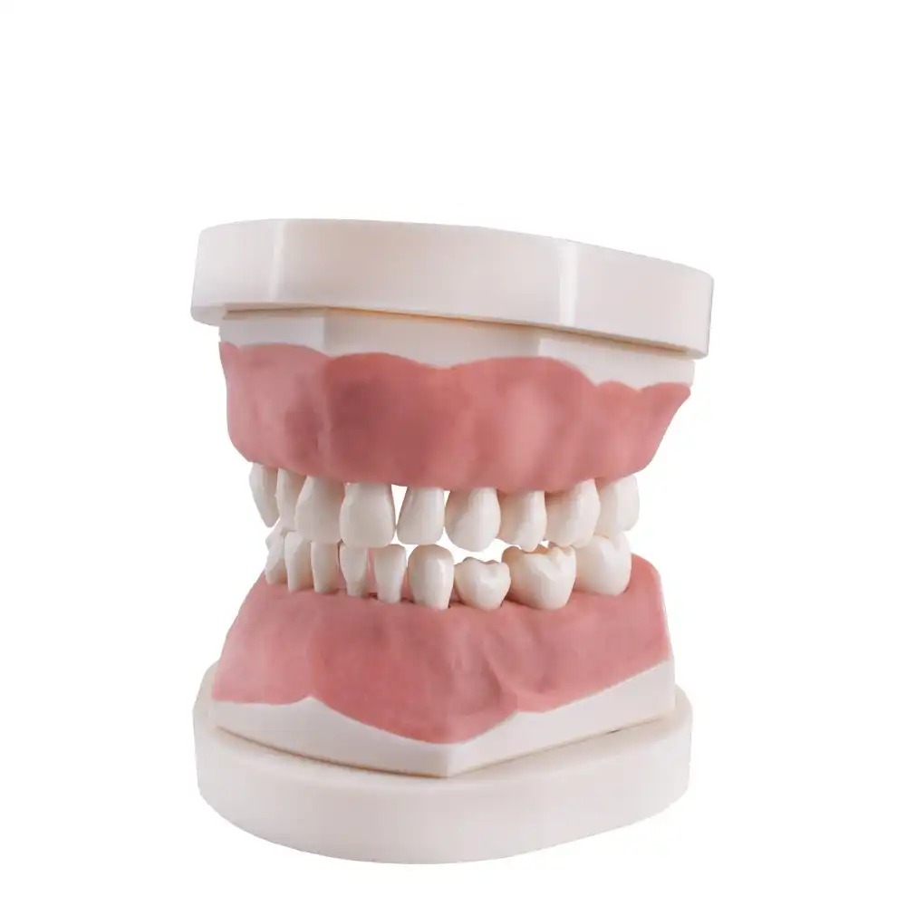 Tipodonto infantil AK6 con placa base