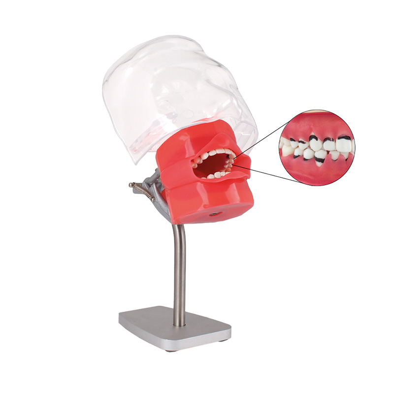 Fantoma de Periodoncia para Mesa