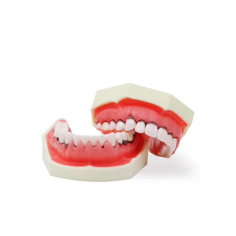 Tipodonto de periodoncia sin articulador