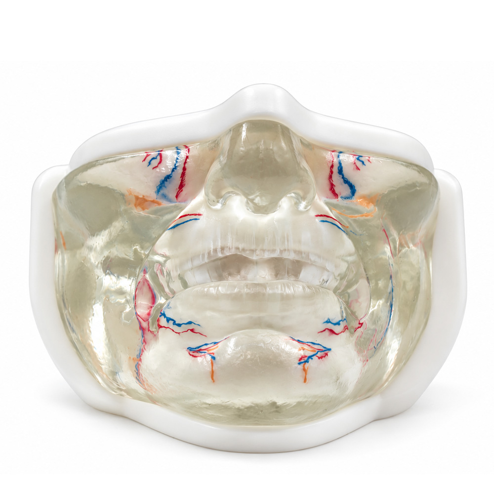 Modelo de Entrenamiento para Inyección Facial del Tercio Inferior con Vasos
