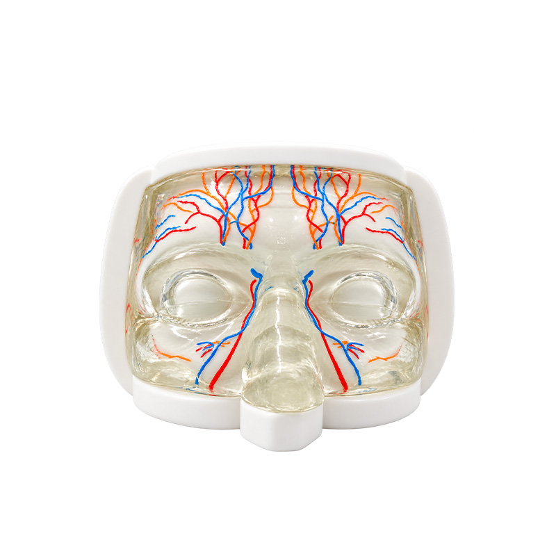 Modelo de Entrenamiento para Inyección Facial del Tercio Superior con Vasos