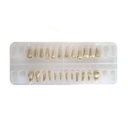 Reposición de 24 Dientes Infantiles para Tipodonto