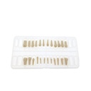 Reposición de 32 Dientes para Tipodonto Frasaco AG-3
