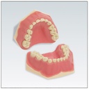 Juego 24 dientes Frasaco AK-6/2 Z con tornillos (20 caducos + 4 molares)