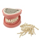 Set de 28 Dientes para Tipodonto Clónico Adulto
