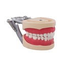 Tipodonto Compatible Columbia 860 y Nissin® Adulto