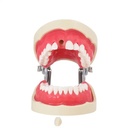 Tipodonto Endodoncia