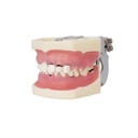 Tipodonto de periodoncia con articulador
