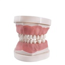 Tipodonto infantil AK6 con placa base