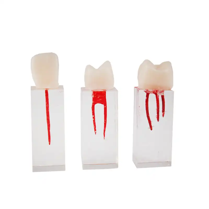 Juego de Dientes Endo para Práctica