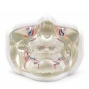Modelo de Entrenamiento para Inyección Facial del Tercio Inferior con Vasos