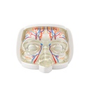 Modelo de Entrenamiento para Inyección Facial del Tercio Superior con Vasos